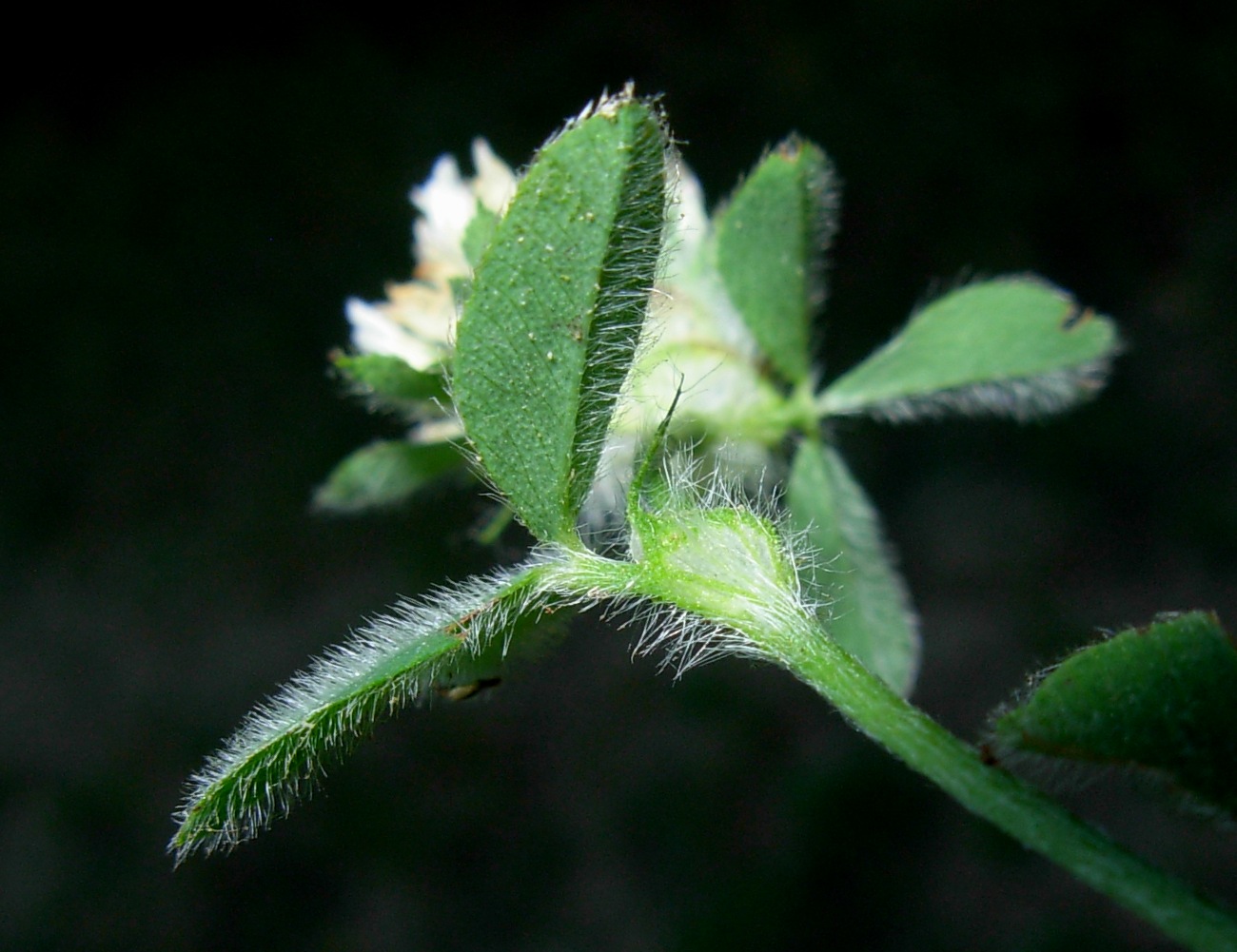 Trifolium pallidum Waldst. & Kit. / Trifoglio pallido